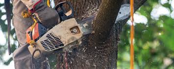 Best Tree Preservation Services  in Buford, GA