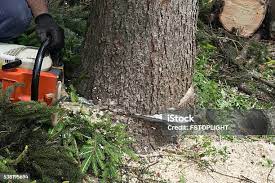 Best Tree Cabling and Bracing  in Buford, GA