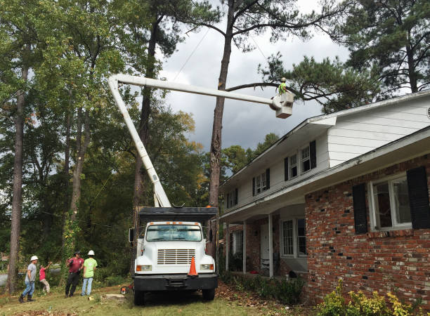 Best Hazardous Tree Removal  in Buford, GA