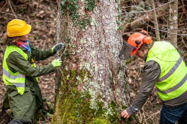 Professional Tree Care in Buford, GA