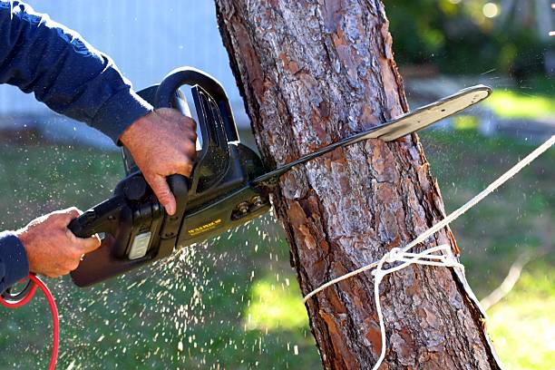 Best Tree Maintenance Programs  in Buford, GA