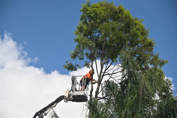 Best Root Management and Removal  in Buford, GA