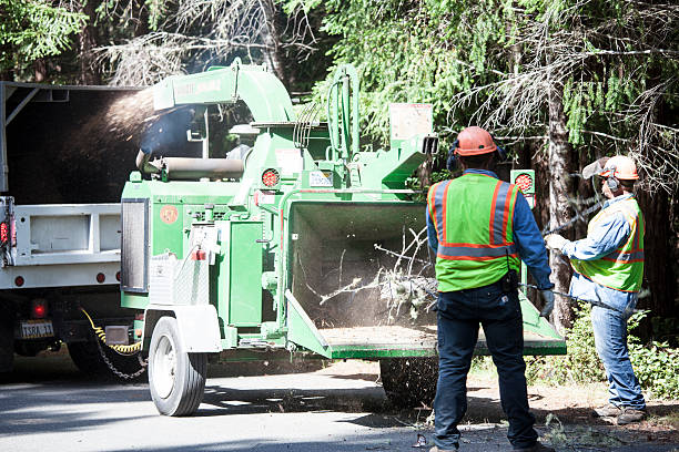 Best Seasonal Cleanup (Spring/Fall)  in Buford, GA