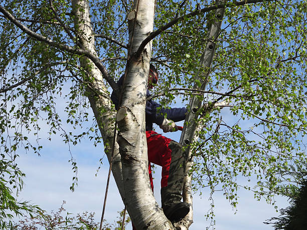 How Our Tree Care Process Works  in  Buford, GA