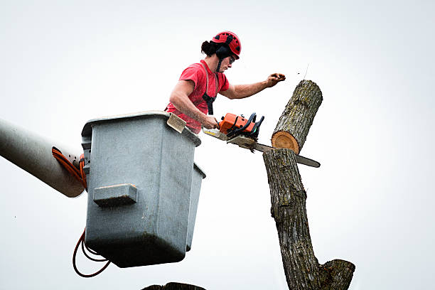 Best Hedge Trimming  in Buford, GA