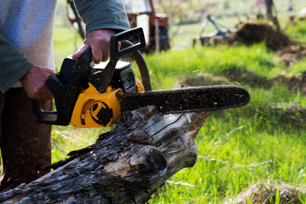 Best Tree Trimming and Pruning  in Buford, GA