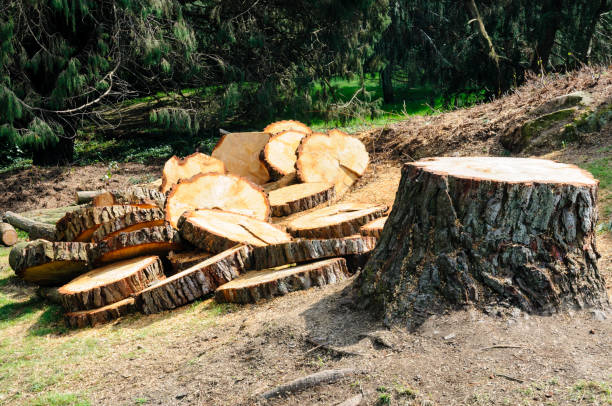  Buford, GA Tree Care Pros